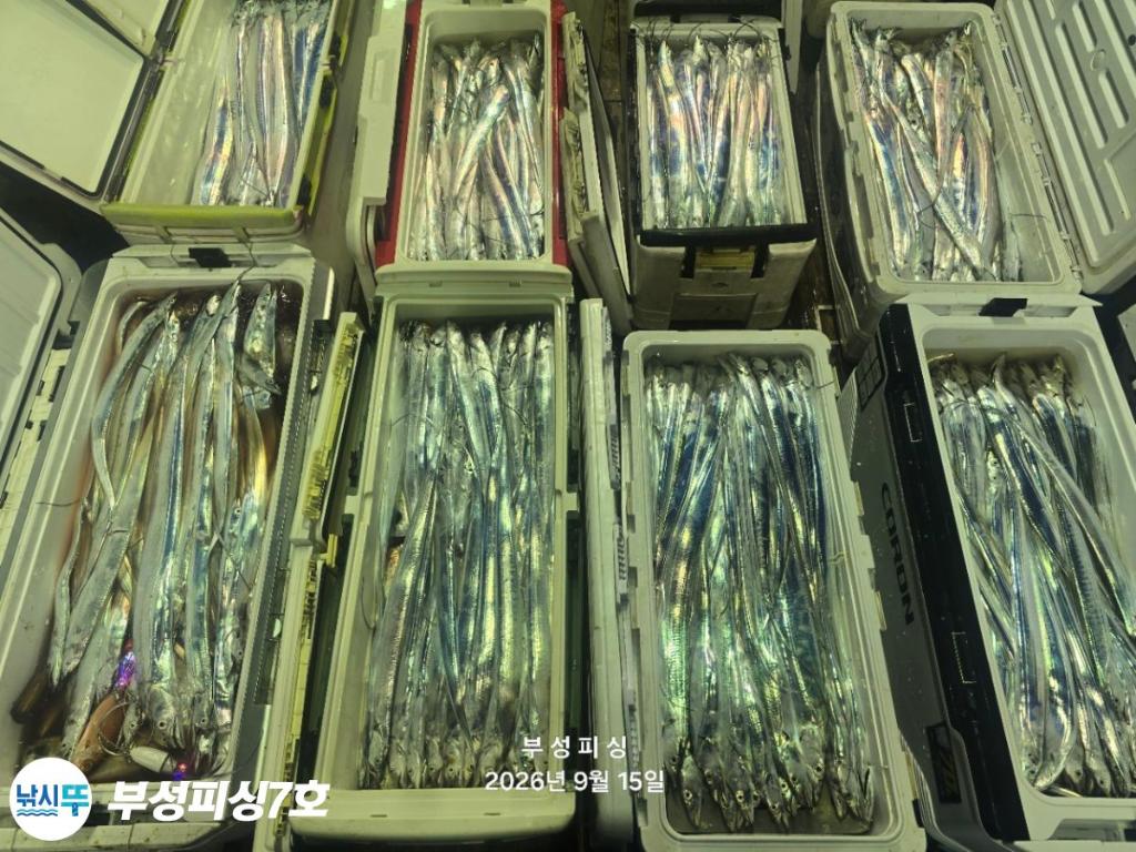 낚시뚜,갈치,통영영운리항,부성피싱7호,낚시뚜14