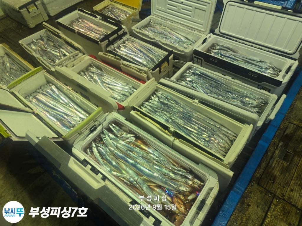 낚시뚜,갈치,통영영운리항,부성피싱7호,낚시뚜15