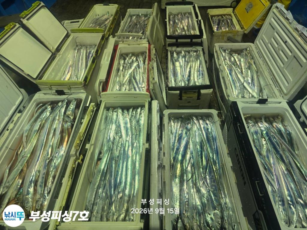 낚시뚜,갈치,통영영운리항,부성피싱7호,낚시뚜0