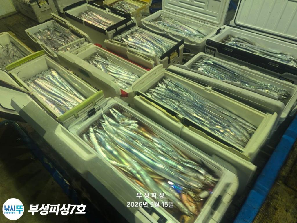 낚시뚜,갈치,통영영운리항,부성피싱7호,낚시뚜2