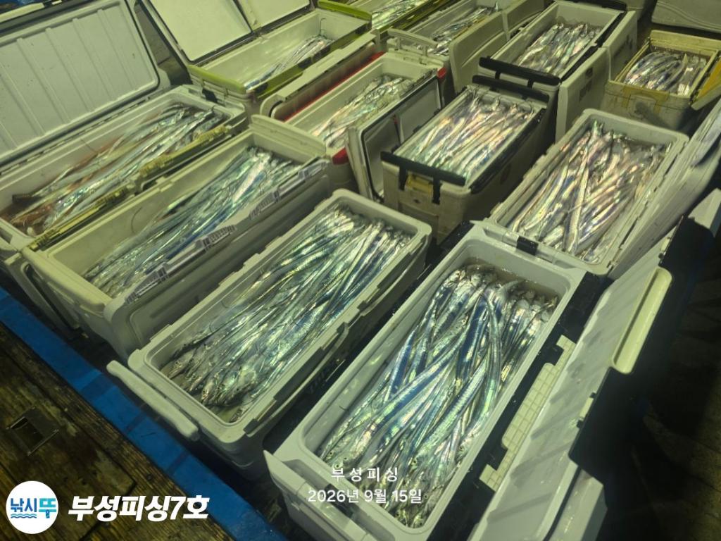 낚시뚜,갈치,통영영운리항,부성피싱7호,낚시뚜1