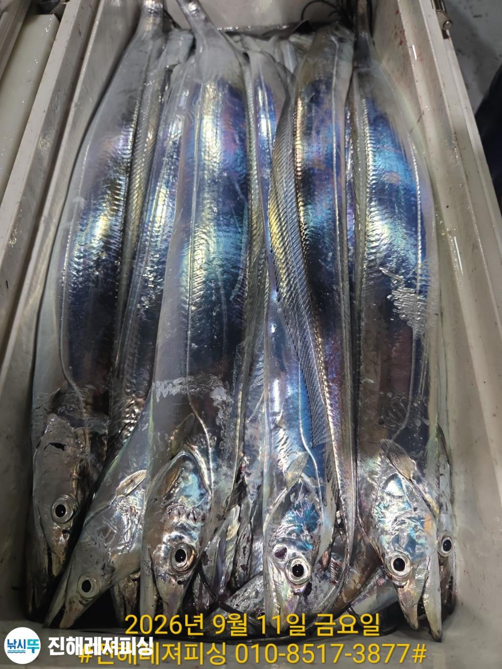 낚시뚜,갈치,진해1부두항,진해레져피싱,낚시뚜18