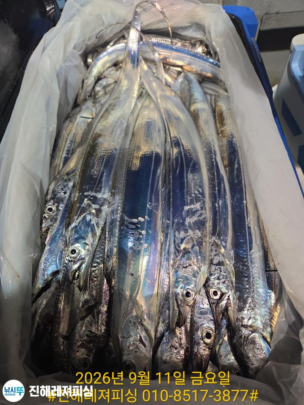 낚시뚜,갈치,진해1부두항,진해레져피싱,낚시뚜17