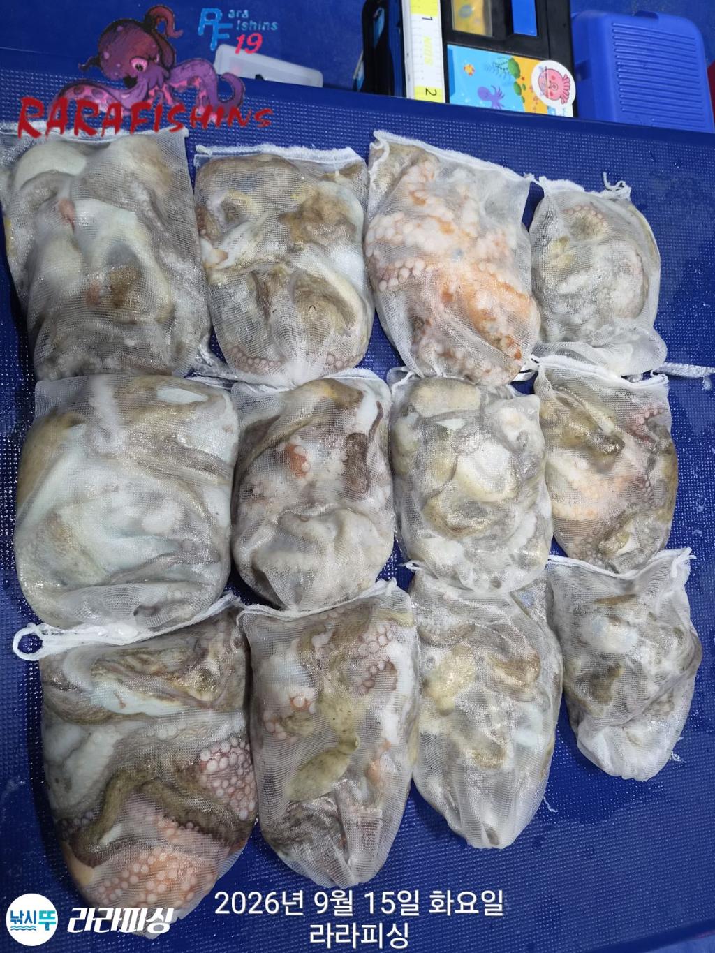 낚시뚜,돌문어,속천항(진해),라라피싱,낚시뚜16