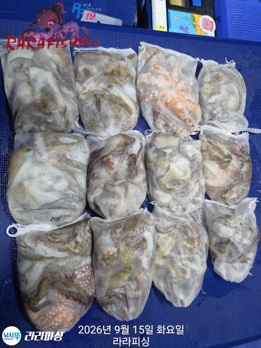 낚시뚜,돌문어,속천항(진해),라라피싱,낚시뚜15