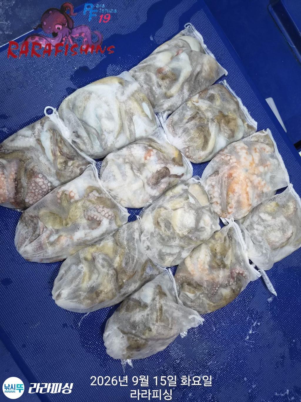 낚시뚜,돌문어,속천항(진해),라라피싱,낚시뚜14