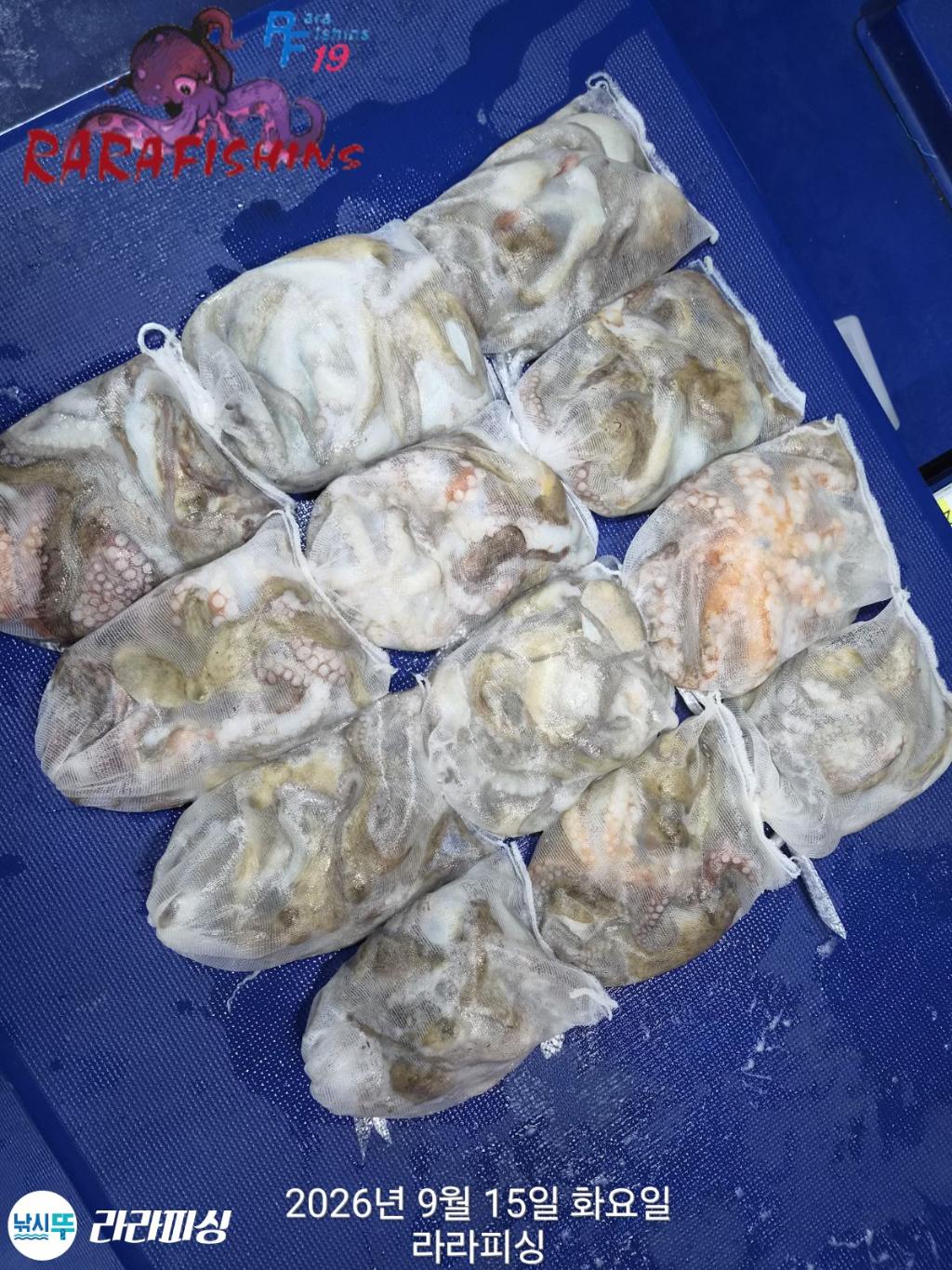 낚시뚜,돌문어,속천항(진해),라라피싱,낚시뚜13