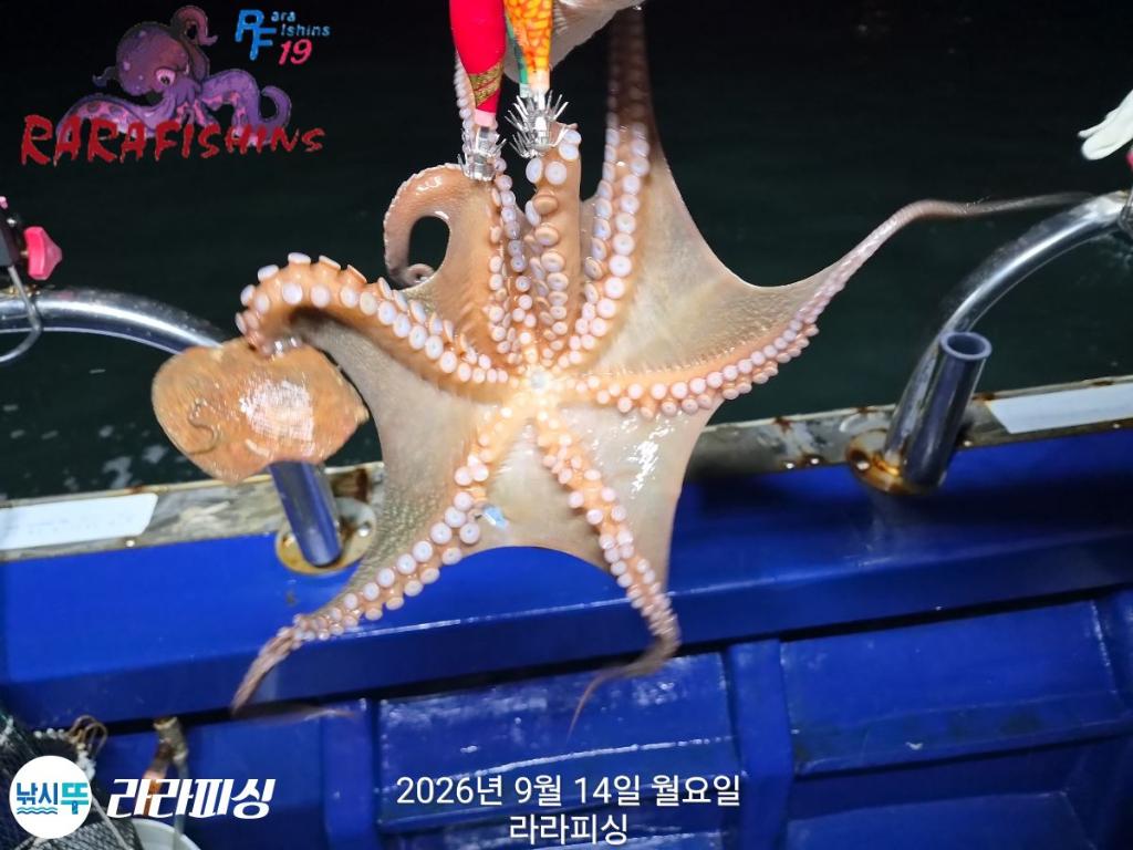 낚시뚜,돌문어,속천항(진해),라라피싱,낚시뚜6