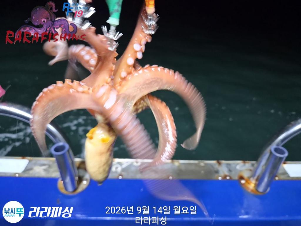 낚시뚜,돌문어,속천항(진해),라라피싱,낚시뚜4