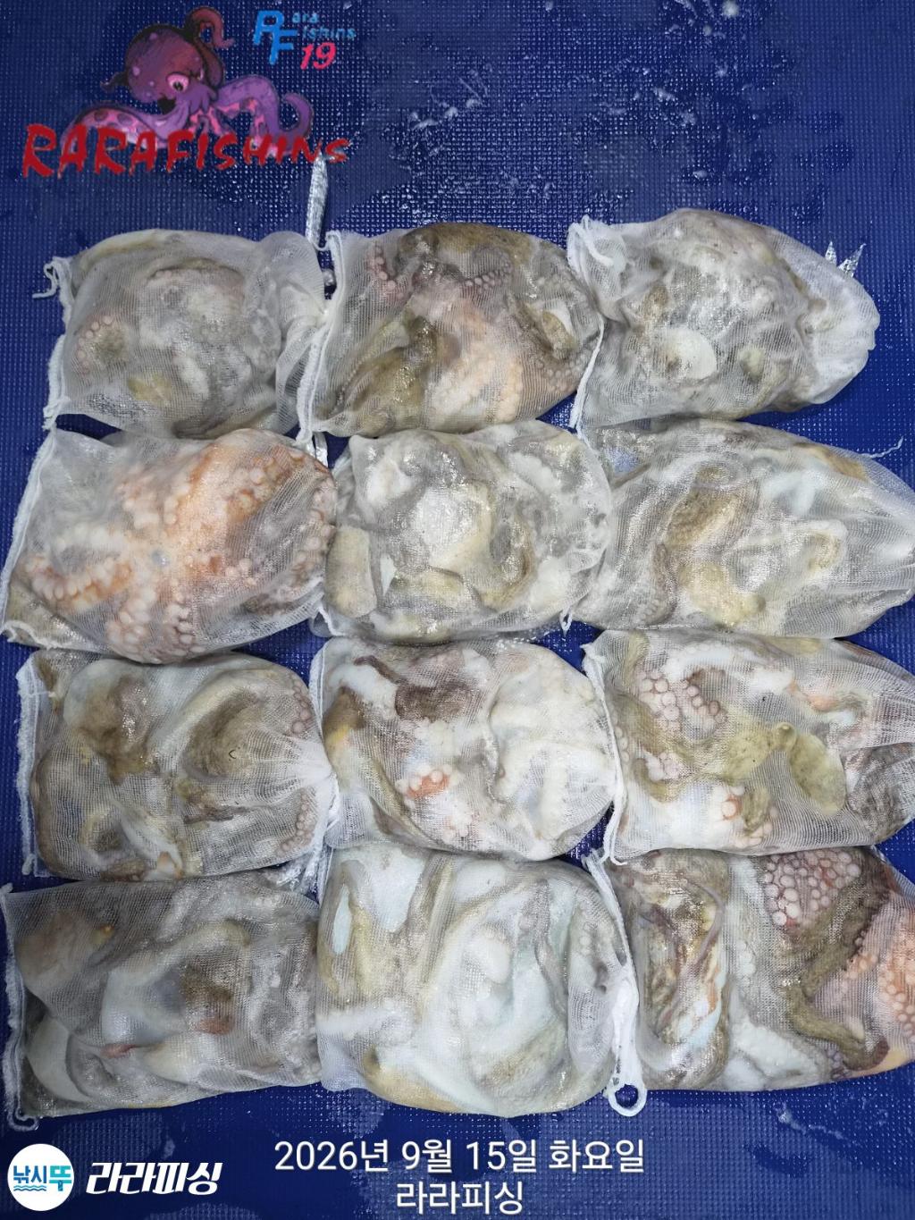 낚시뚜,돌문어,속천항(진해),라라피싱,낚시뚜1