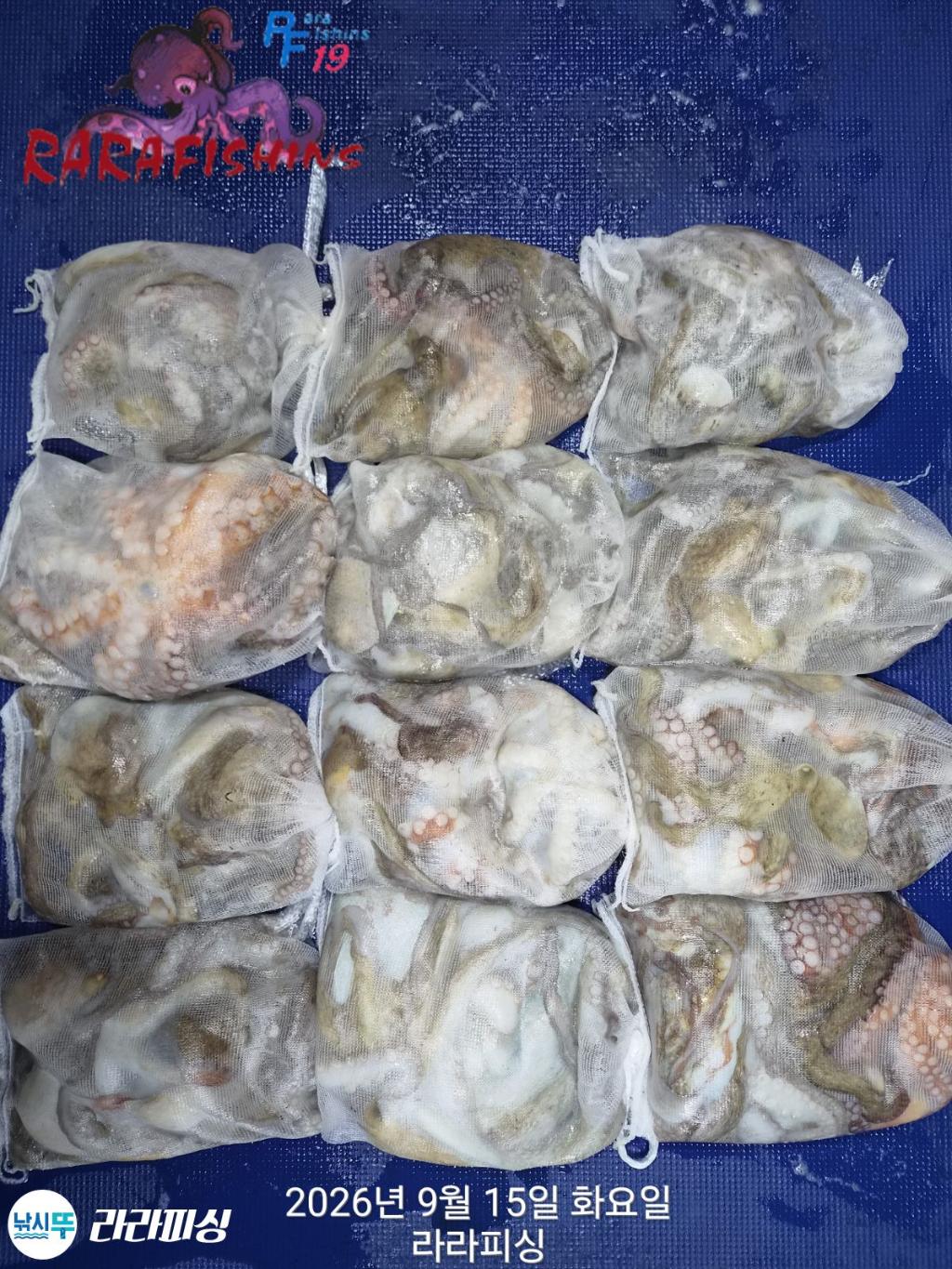 낚시뚜,돌문어,속천항(진해),라라피싱,낚시뚜0