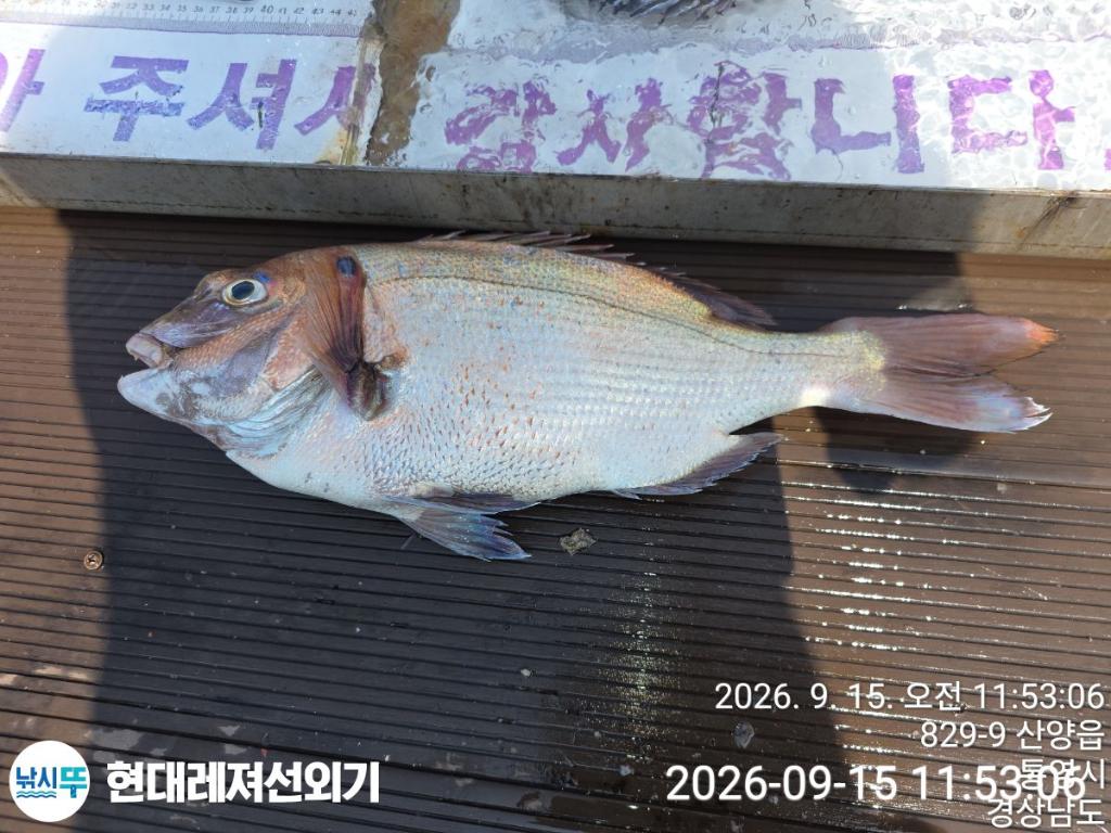 낚시뚜,감성돔,참돔,풍화상장마을,통영 현대레져선외기,낚시뚜2