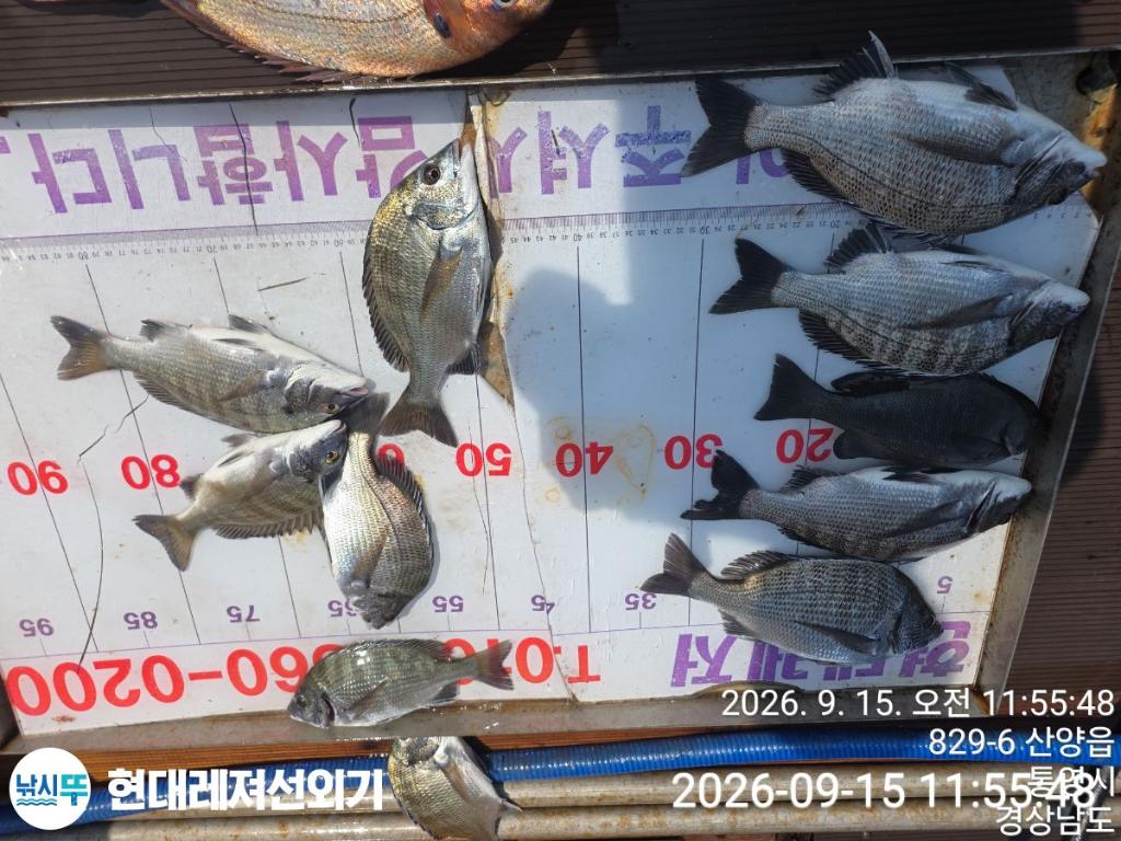 낚시뚜,감성돔,참돔,풍화상장마을,통영 현대레져선외기,낚시뚜1