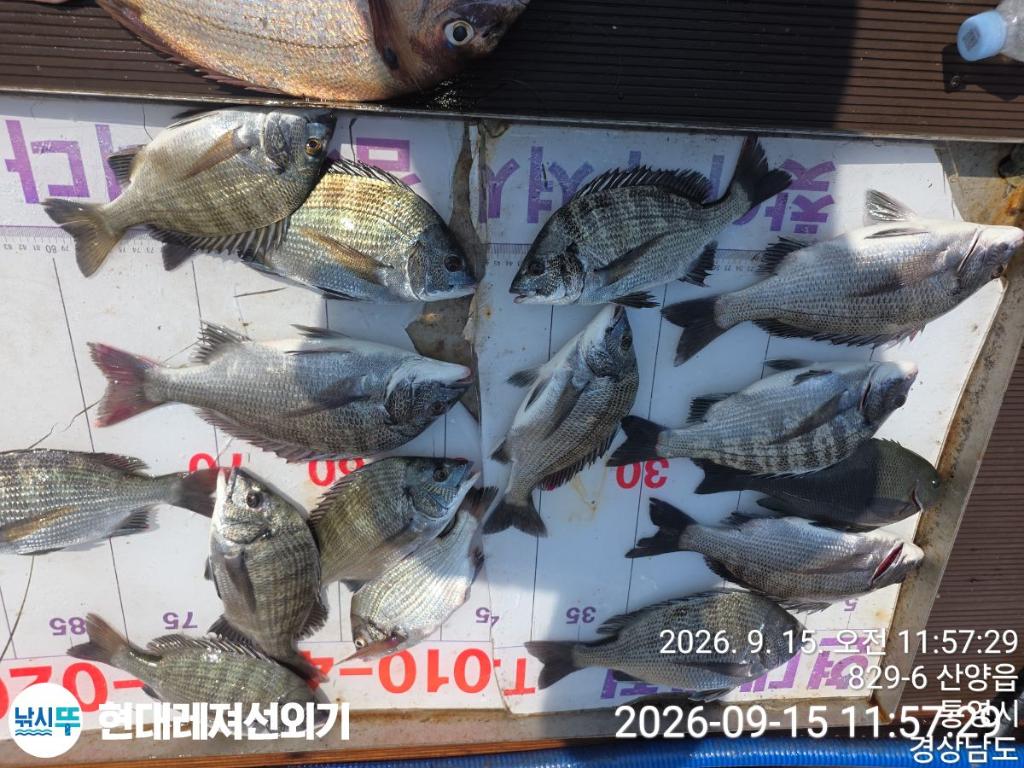 낚시뚜,감성돔,참돔,풍화상장마을,통영 현대레져선외기,낚시뚜0