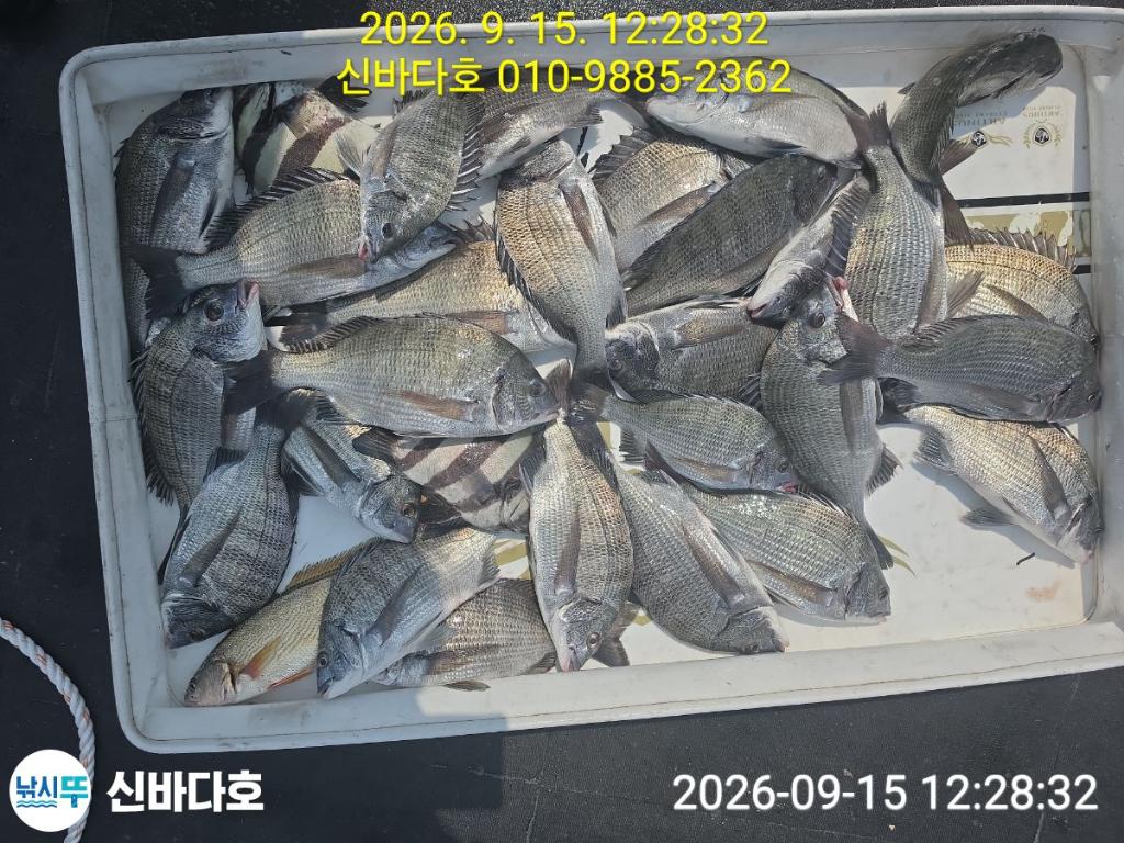 낚시뚜,감성돔,돌돔,해남 어란진항,신바다호,낚시뚜1