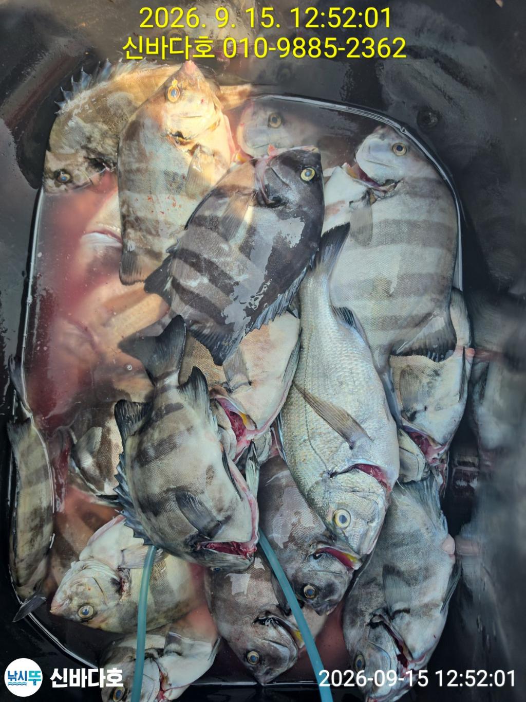 낚시뚜,감성돔,돌돔,해남 어란진항,신바다호,낚시뚜0