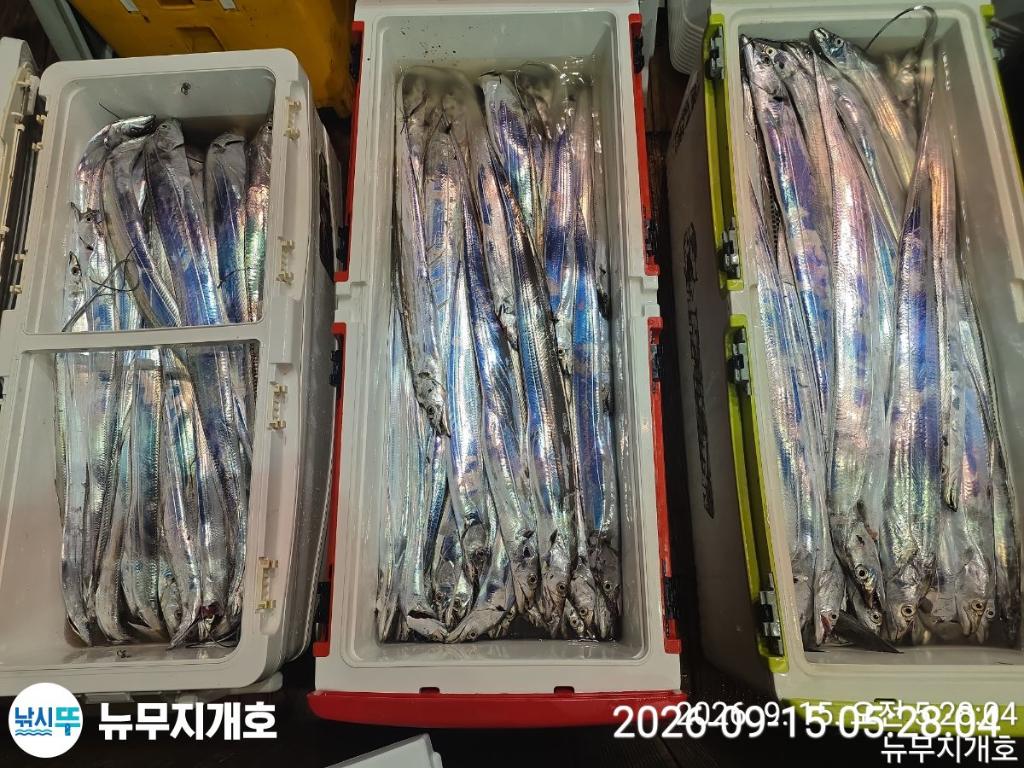 낚시뚜,갈치,통영영운리항,뉴무지개호,낚시뚜16