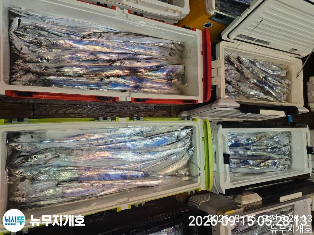 낚시뚜,갈치,통영영운리항,뉴무지개호,낚시뚜15