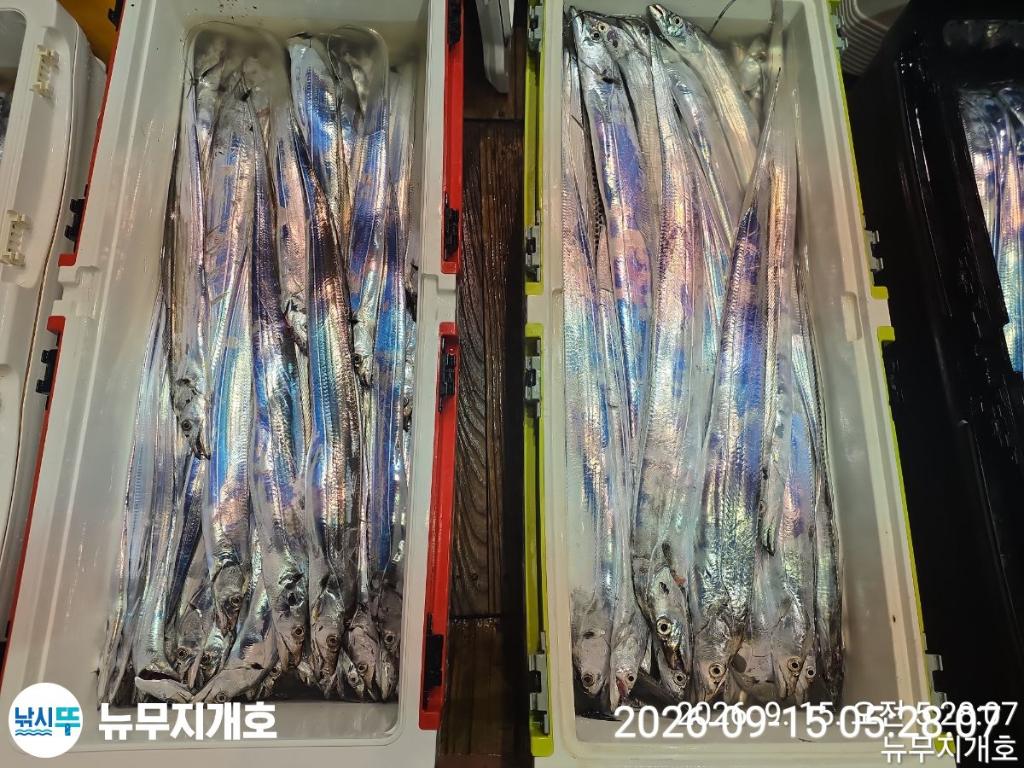 낚시뚜,갈치,통영영운리항,뉴무지개호,낚시뚜14