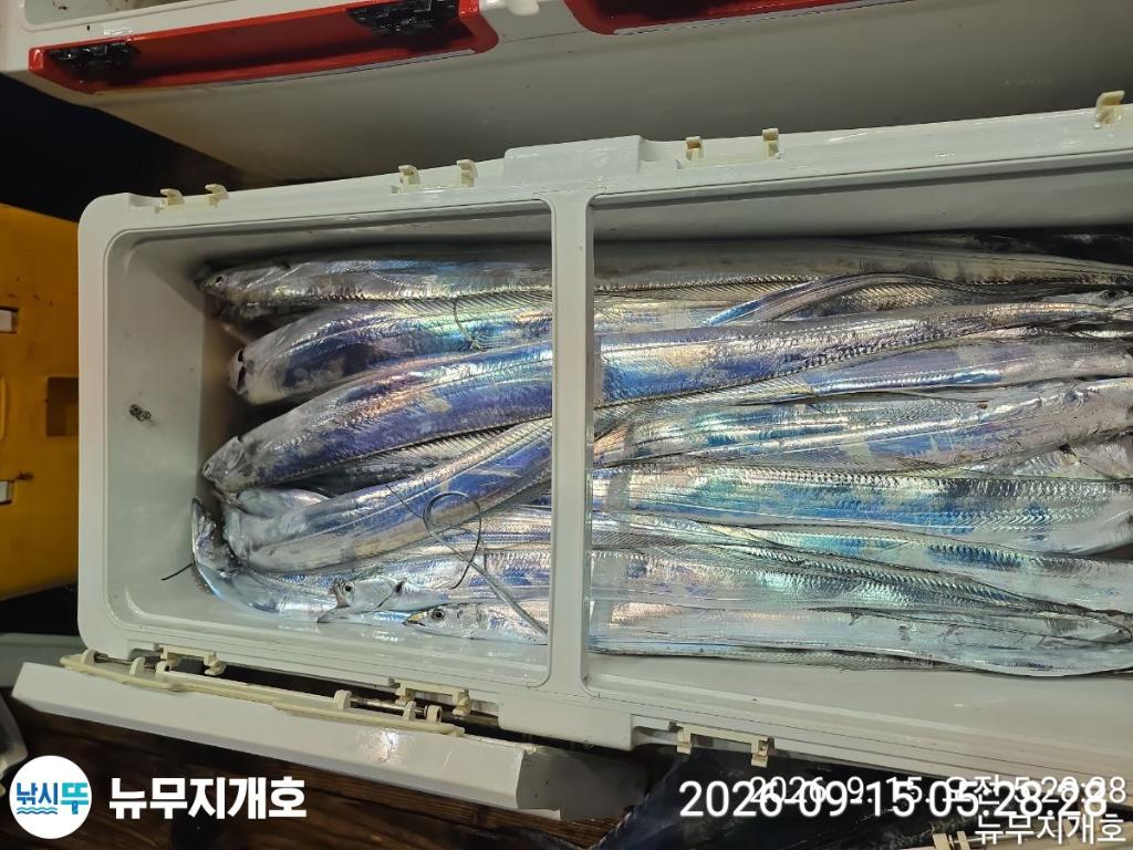 낚시뚜,갈치,통영영운리항,뉴무지개호,낚시뚜13