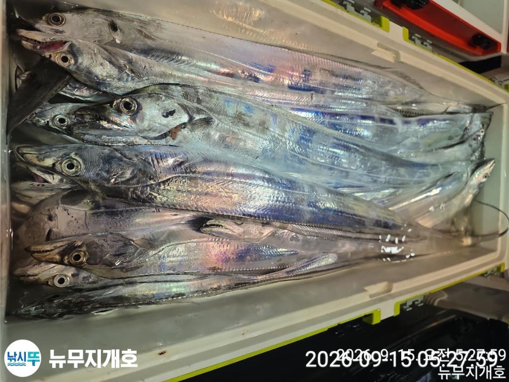 낚시뚜,갈치,통영영운리항,뉴무지개호,낚시뚜11