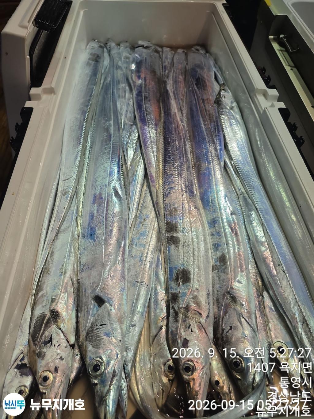 낚시뚜,갈치,통영영운리항,뉴무지개호,낚시뚜9