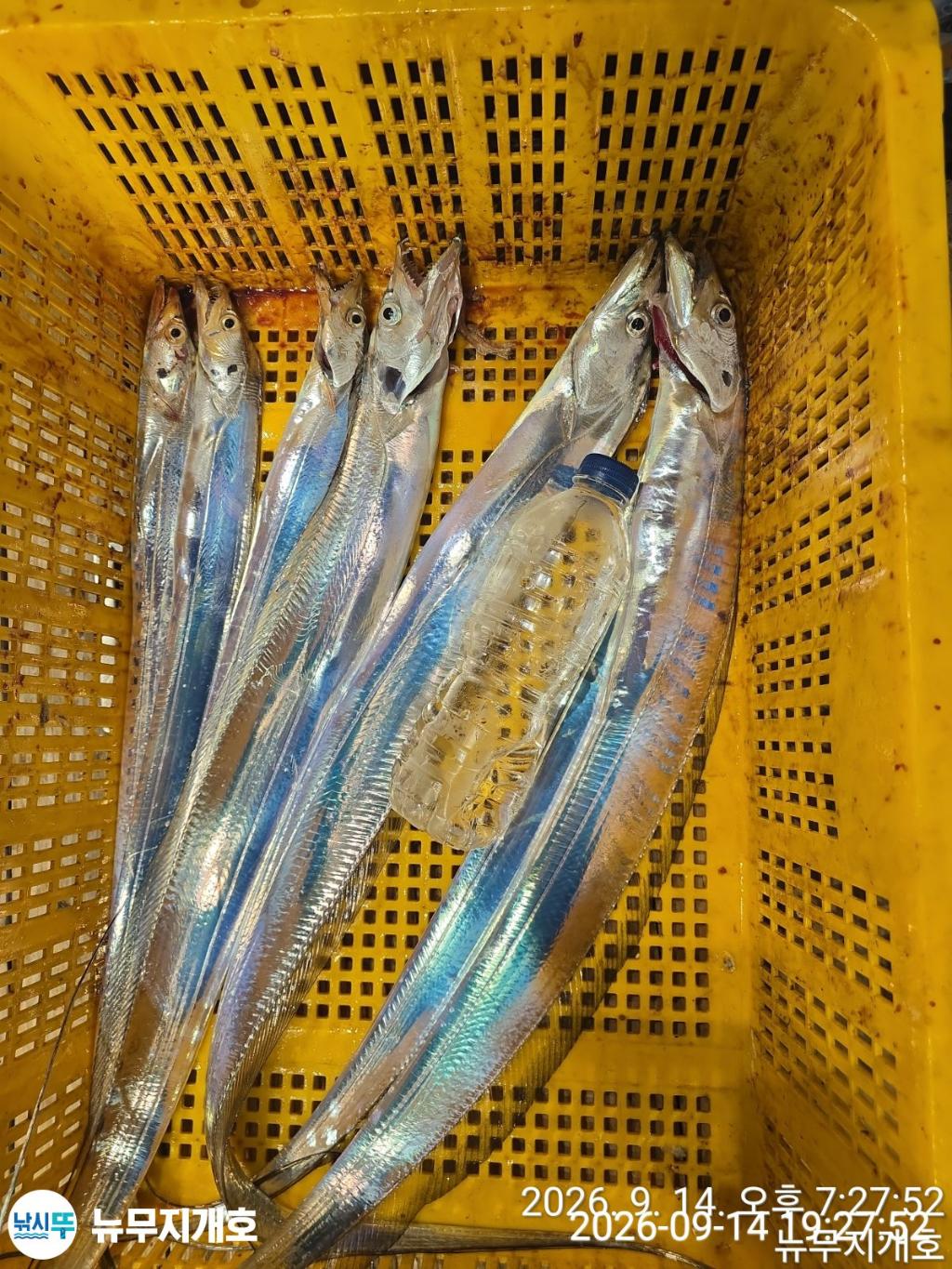 낚시뚜,갈치,통영영운리항,뉴무지개호,낚시뚜8