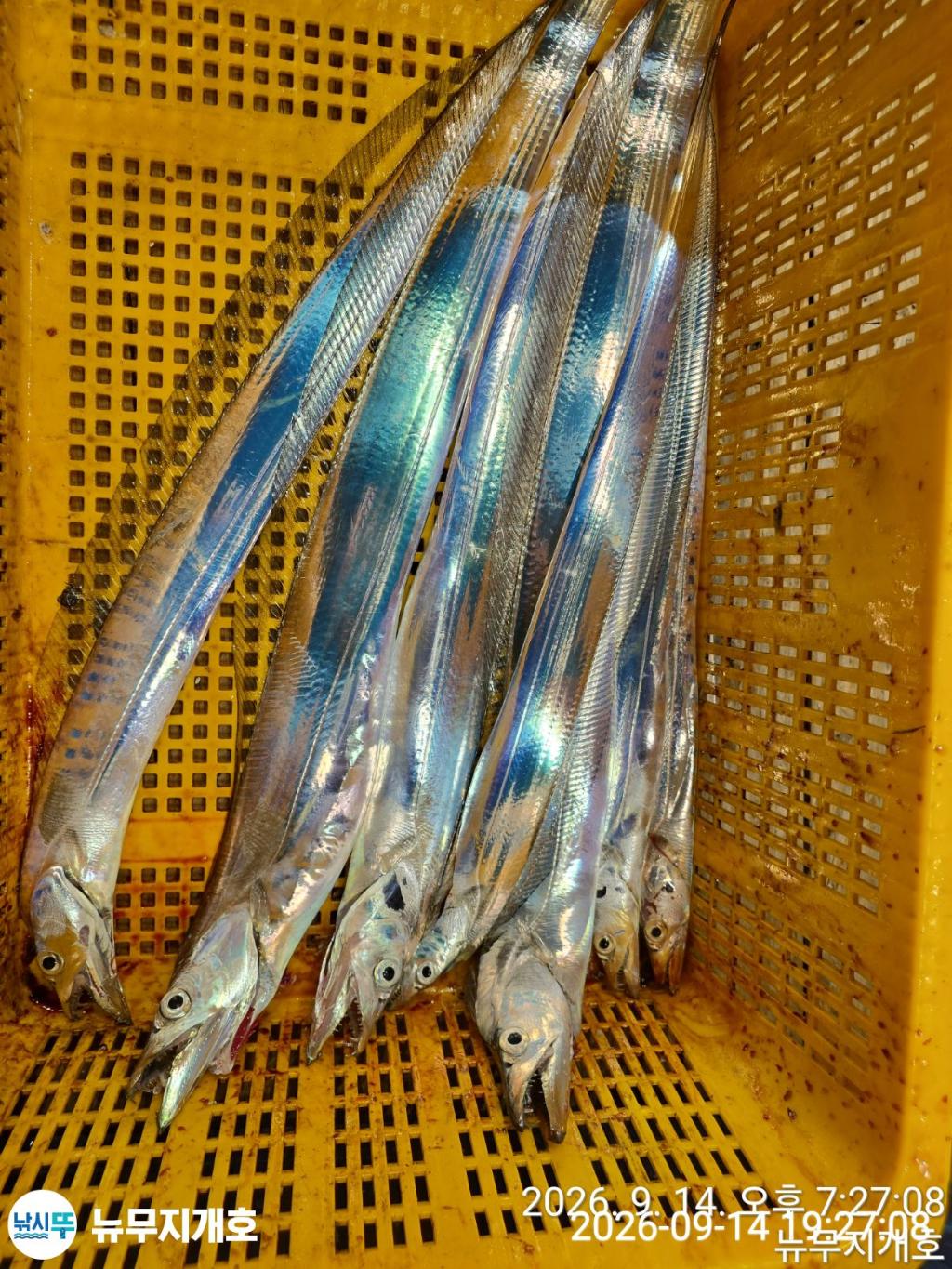 낚시뚜,갈치,통영영운리항,뉴무지개호,낚시뚜7