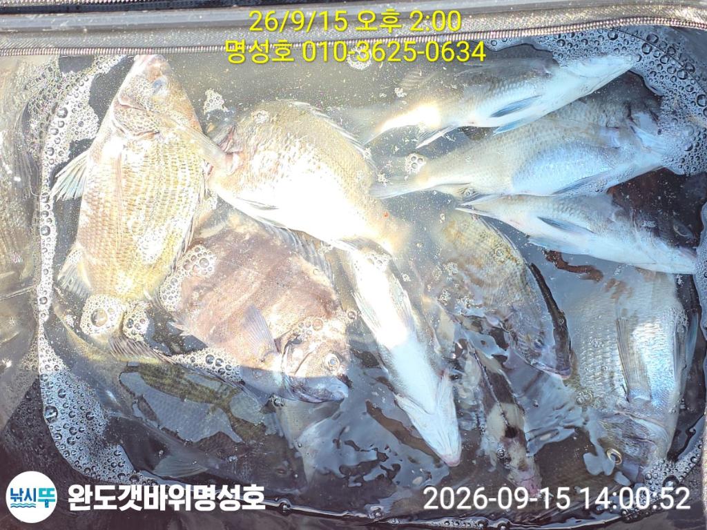 낚시뚜,돌돔,감성돔,완도항,완도해남 명성호,낚시뚜1