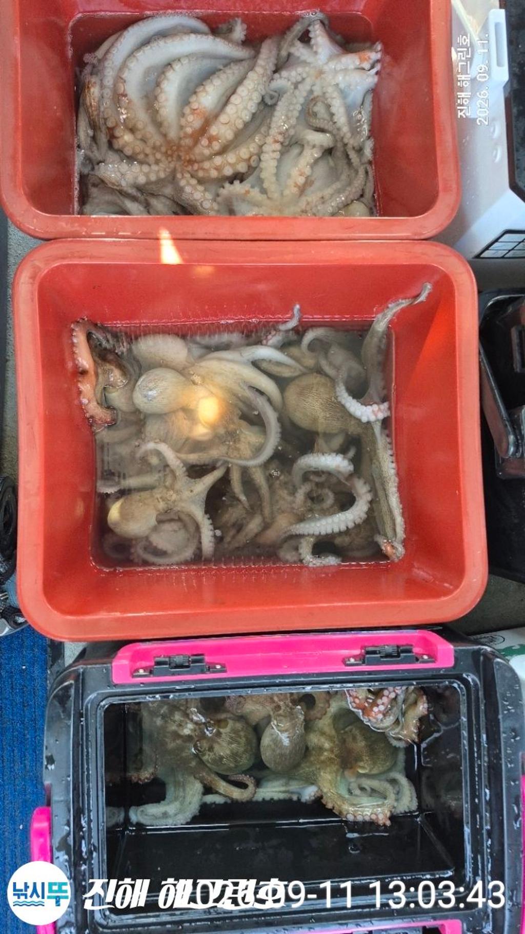 낚시뚜,돌문어,삼포항,진해 해그린호,낚시뚜13