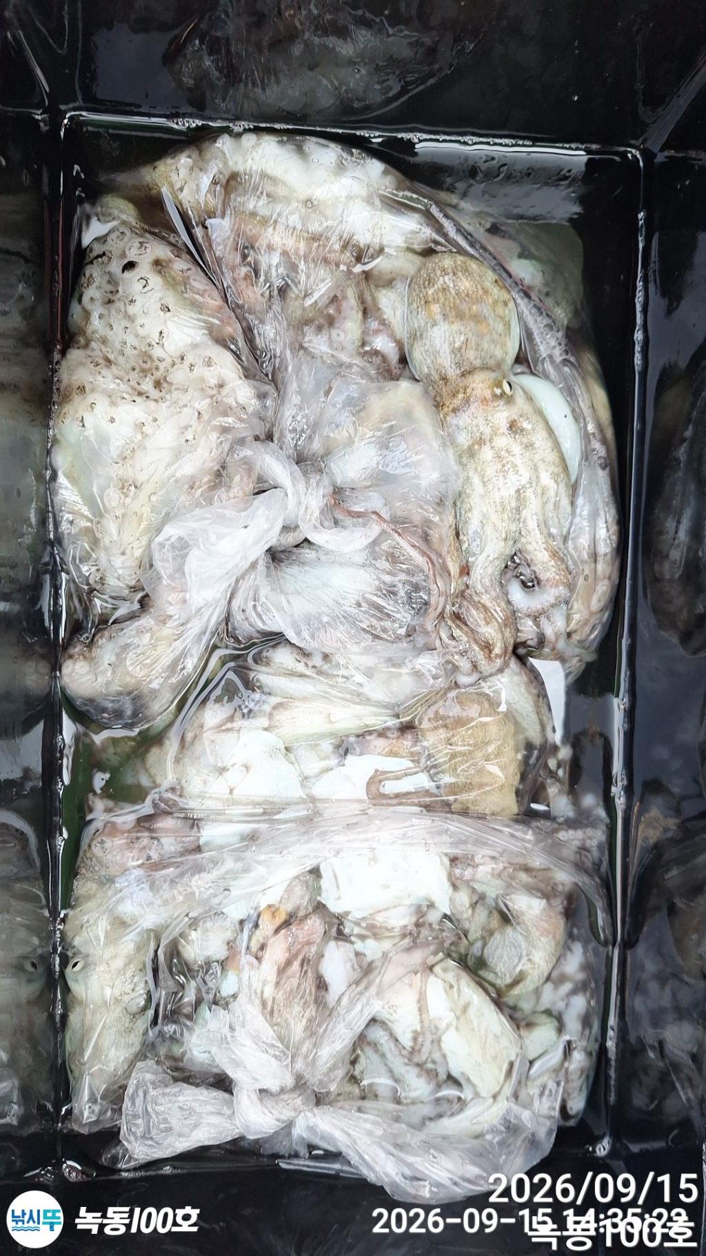 낚시뚜,돌문어,녹동항,녹동100호,낚시뚜0