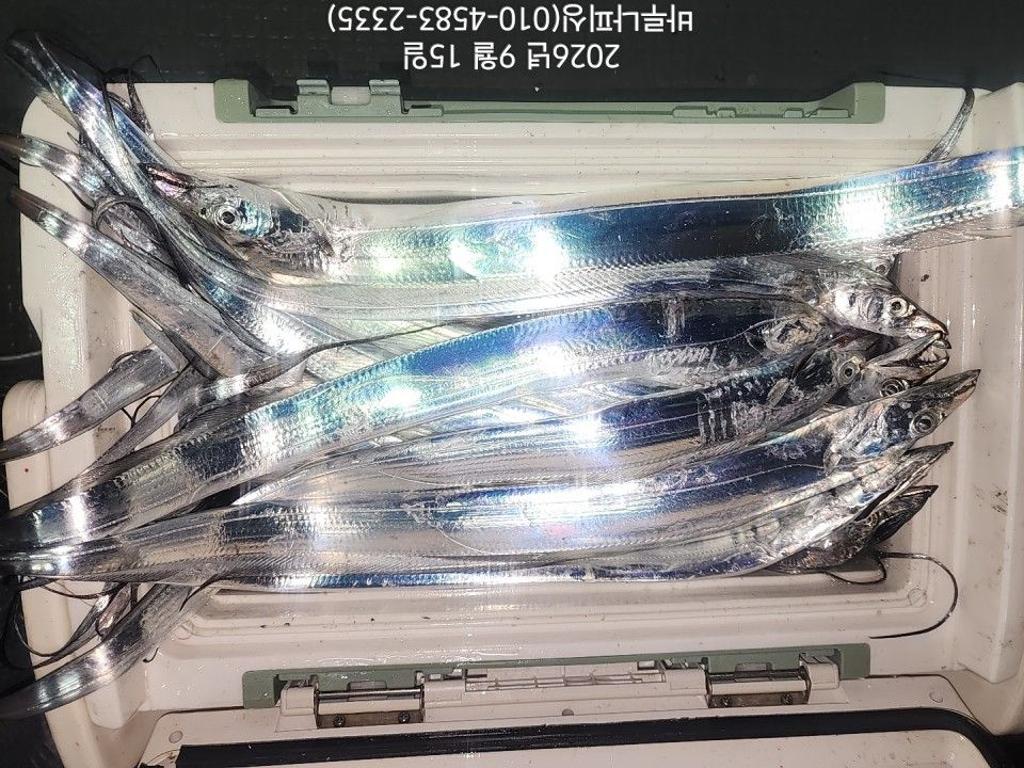 낚시뚜,갈치,속천항(진해),바루나피싱,낚시뚜3