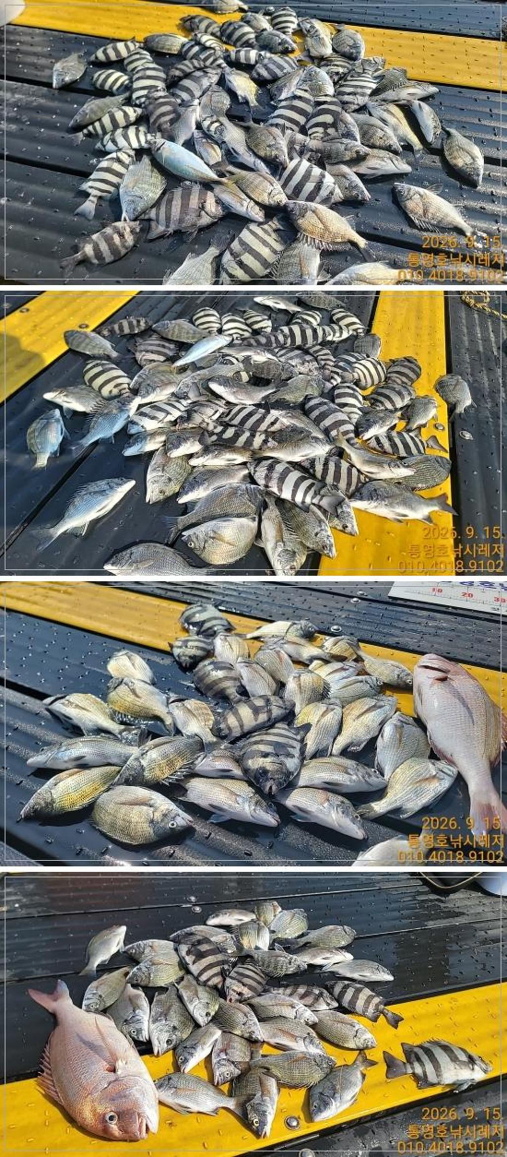 낚시뚜,감성돔,풍화수월선착장,통영호 낚시레져,낚시뚜0