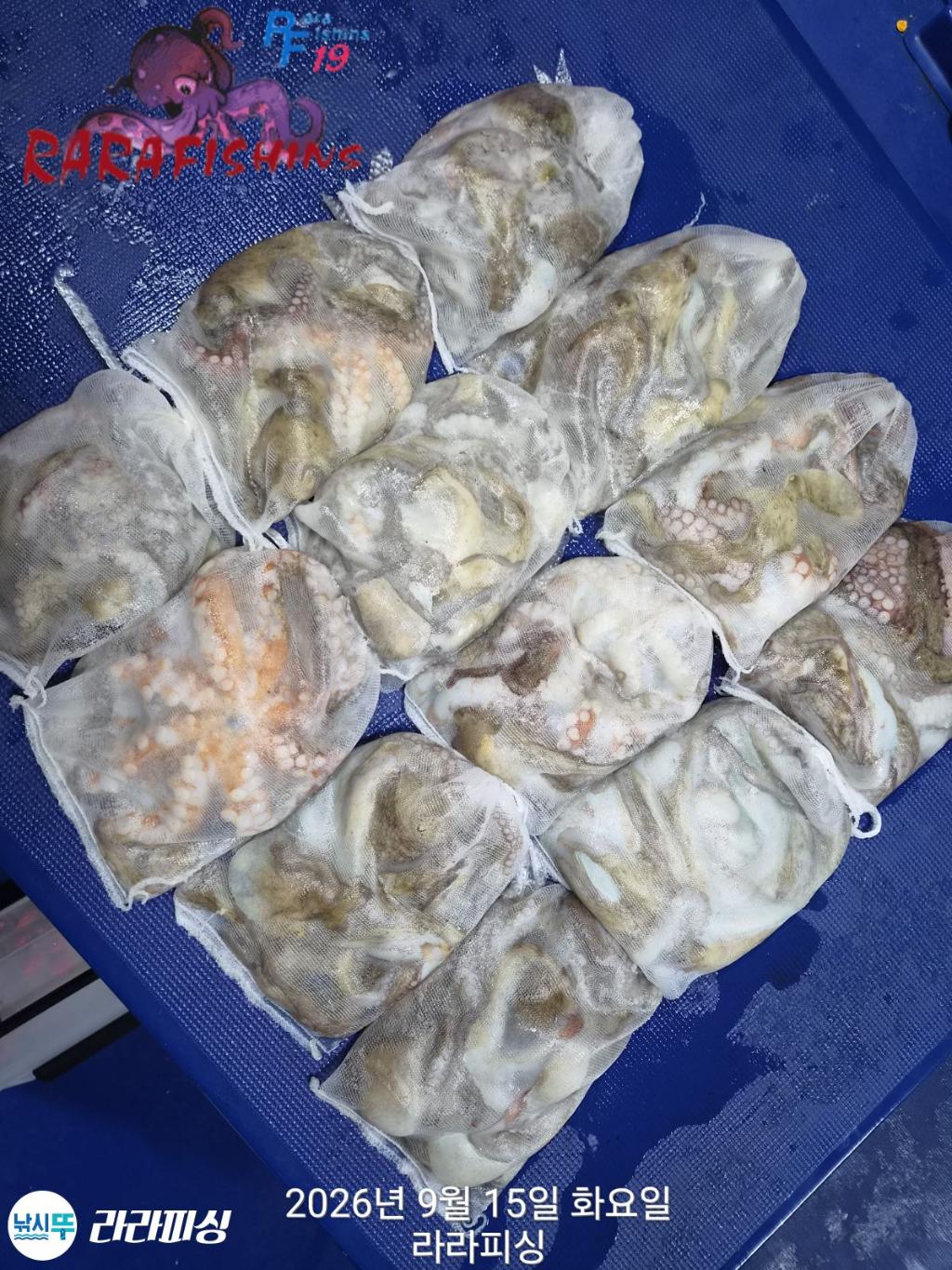 낚시뚜,돌문어,속천항(진해),라라피싱,낚시뚜10