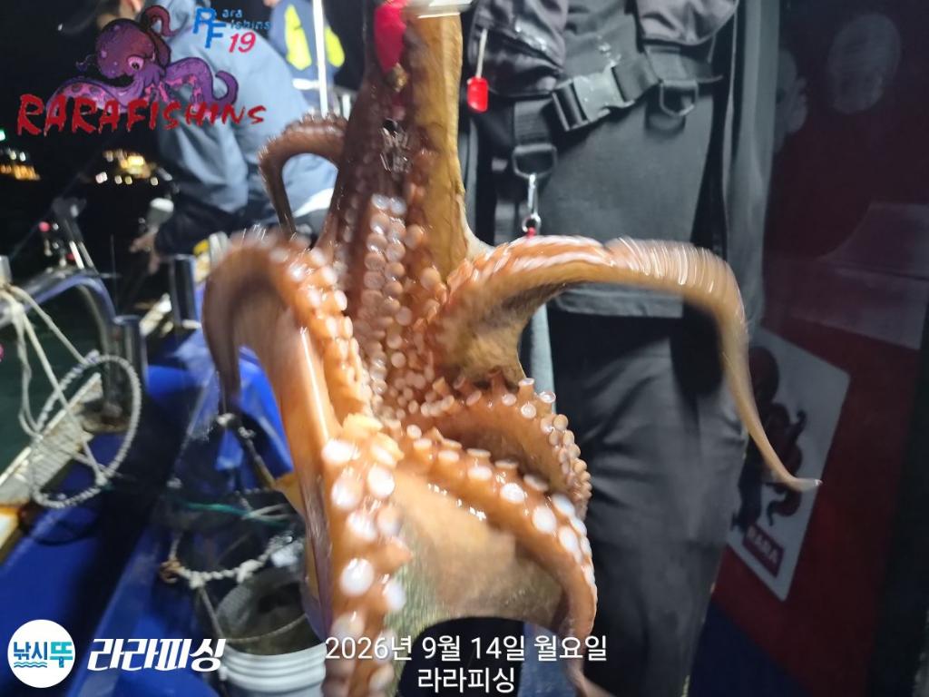 낚시뚜,돌문어,속천항(진해),라라피싱,낚시뚜8