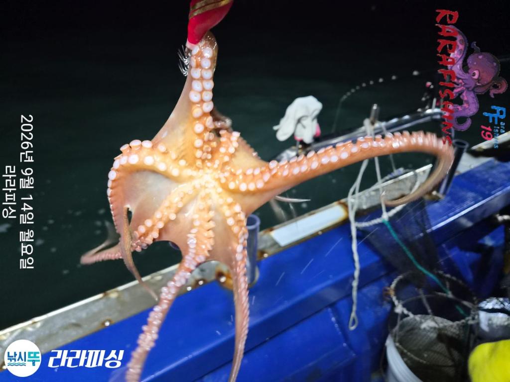 낚시뚜,돌문어,속천항(진해),라라피싱,낚시뚜6