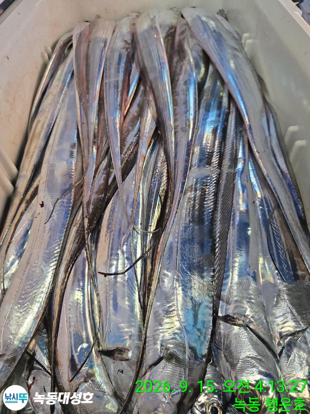 낚시뚜,갈치,녹동항,녹동대성호,낚시뚜78