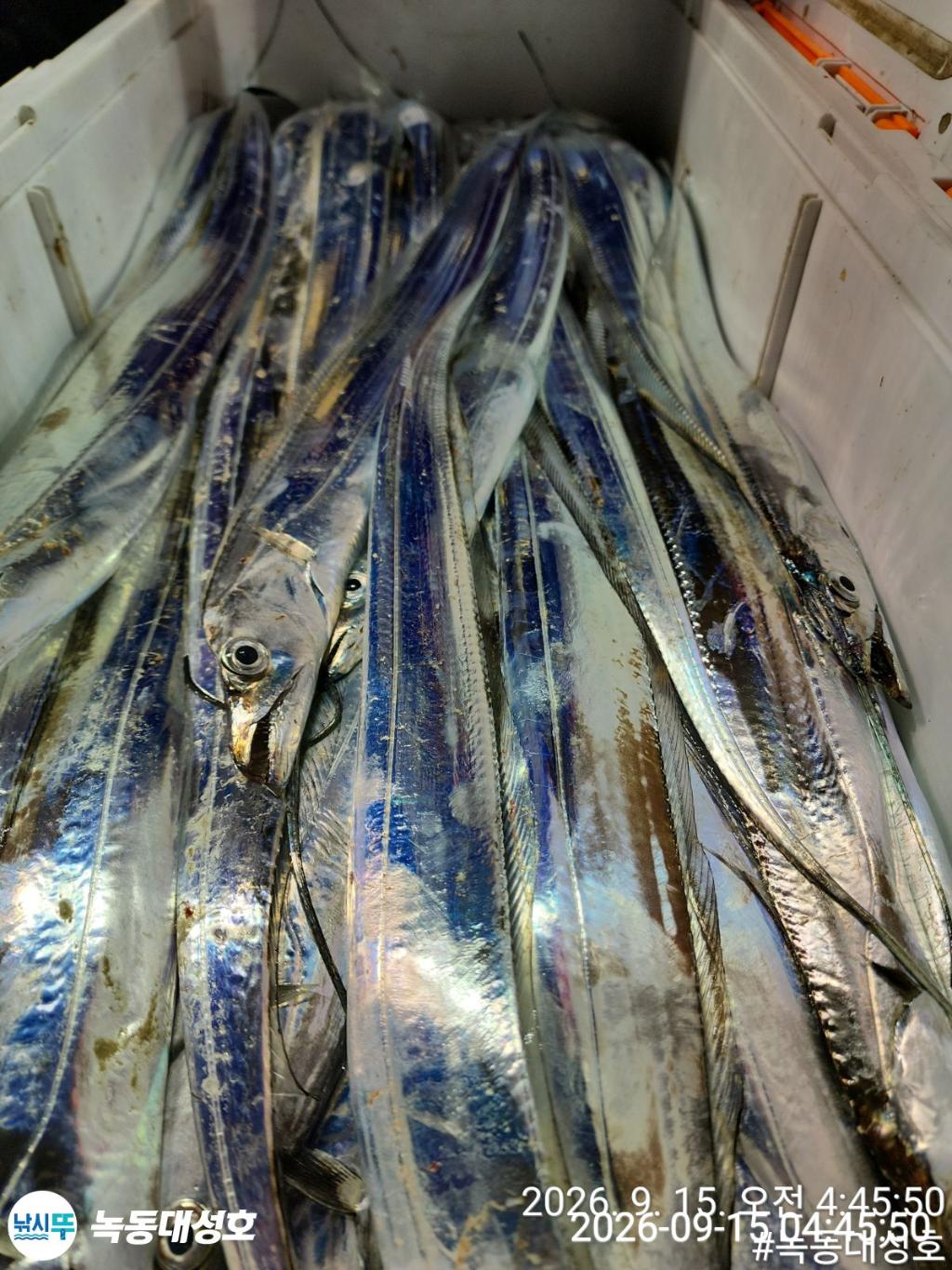 낚시뚜,갈치,녹동항,녹동대성호,낚시뚜70