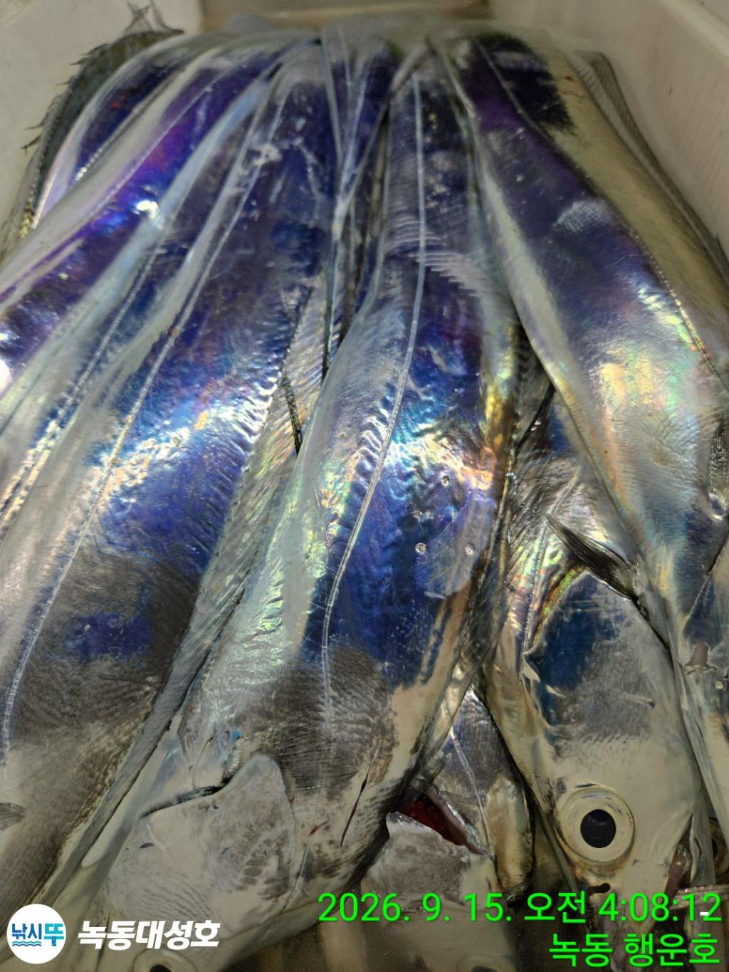 낚시뚜,갈치,녹동항,녹동대성호,낚시뚜66