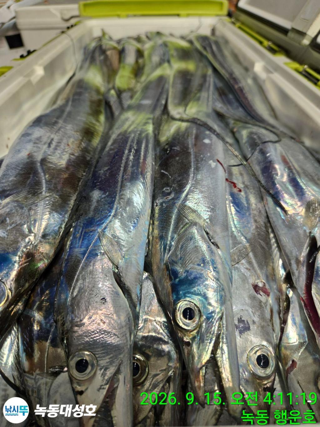 낚시뚜,갈치,녹동항,녹동대성호,낚시뚜64