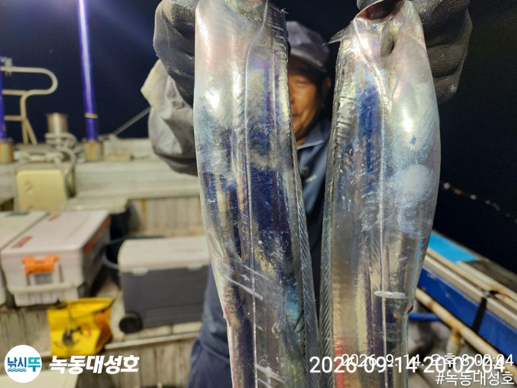 낚시뚜,갈치,녹동항,녹동대성호,낚시뚜36
