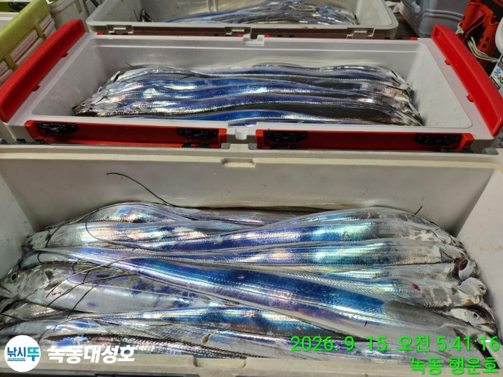 낚시뚜,갈치,녹동항,녹동대성호,낚시뚜6