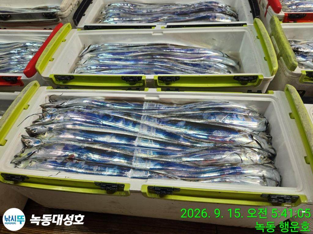낚시뚜,갈치,녹동항,녹동대성호,낚시뚜2