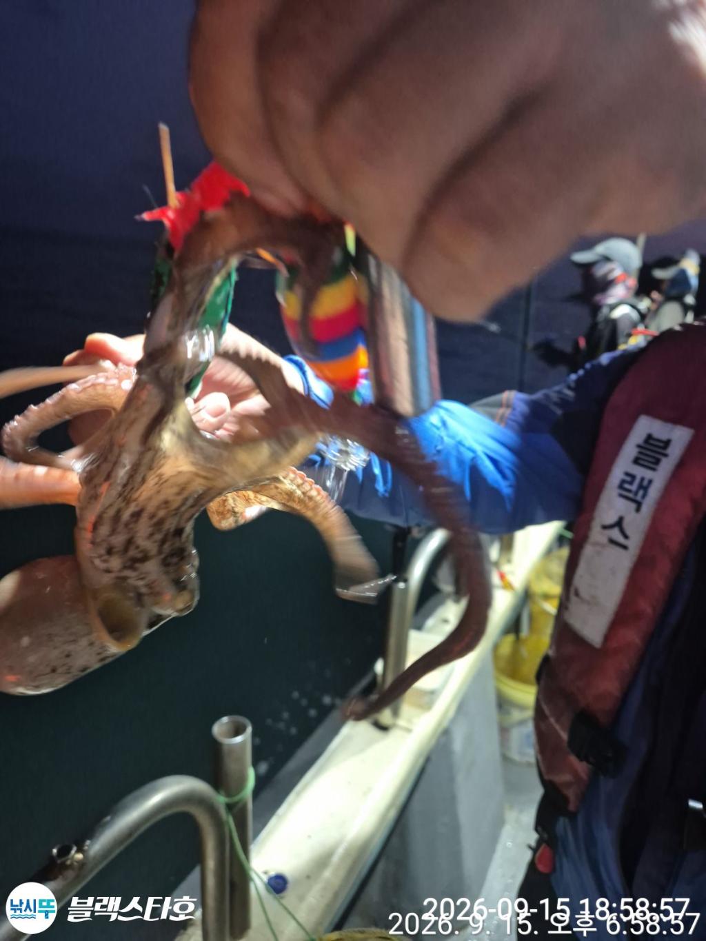 낚시뚜,돌문어,삼천포 팔포항,삼천포 블랙스타,낚시뚜8