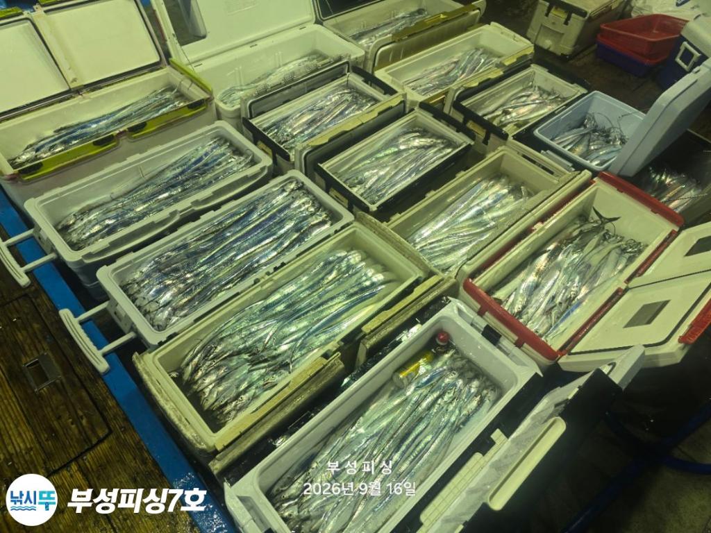 낚시뚜,갈치,통영영운리항,부성피싱7호,낚시뚜28