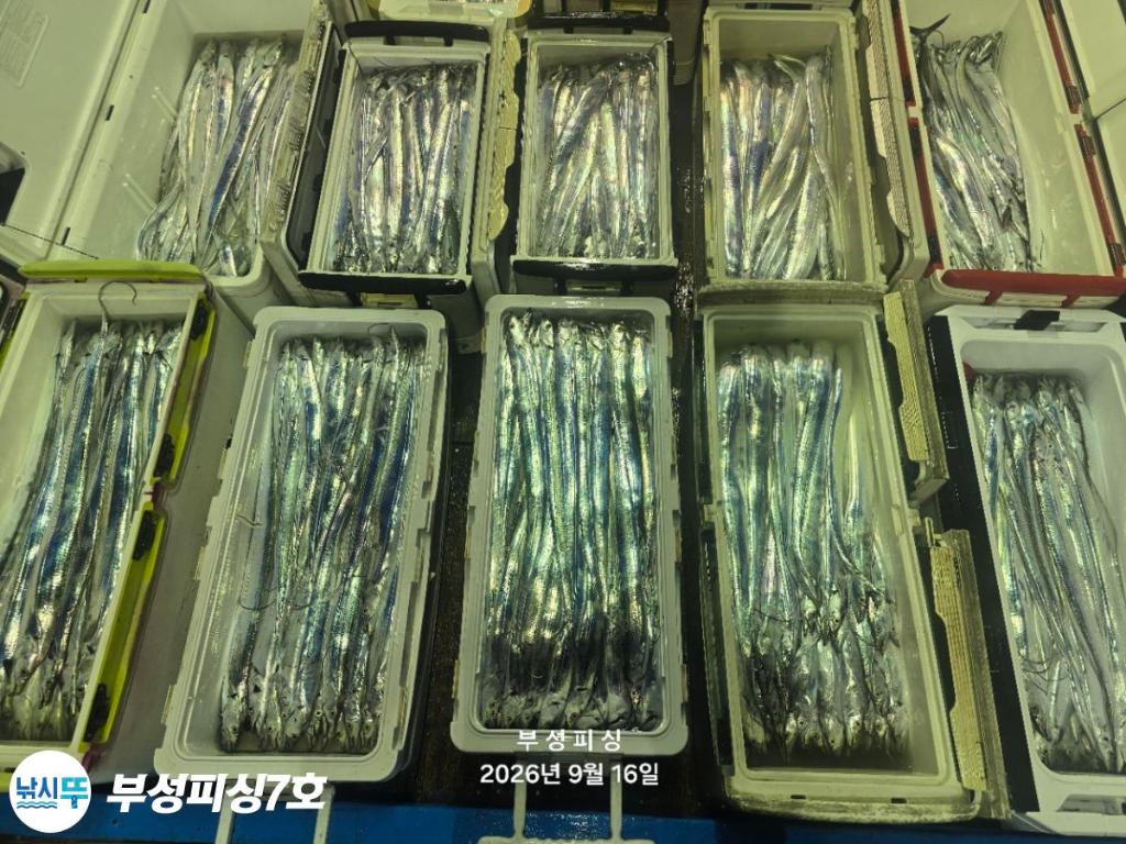 낚시뚜,갈치,통영영운리항,부성피싱7호,낚시뚜24