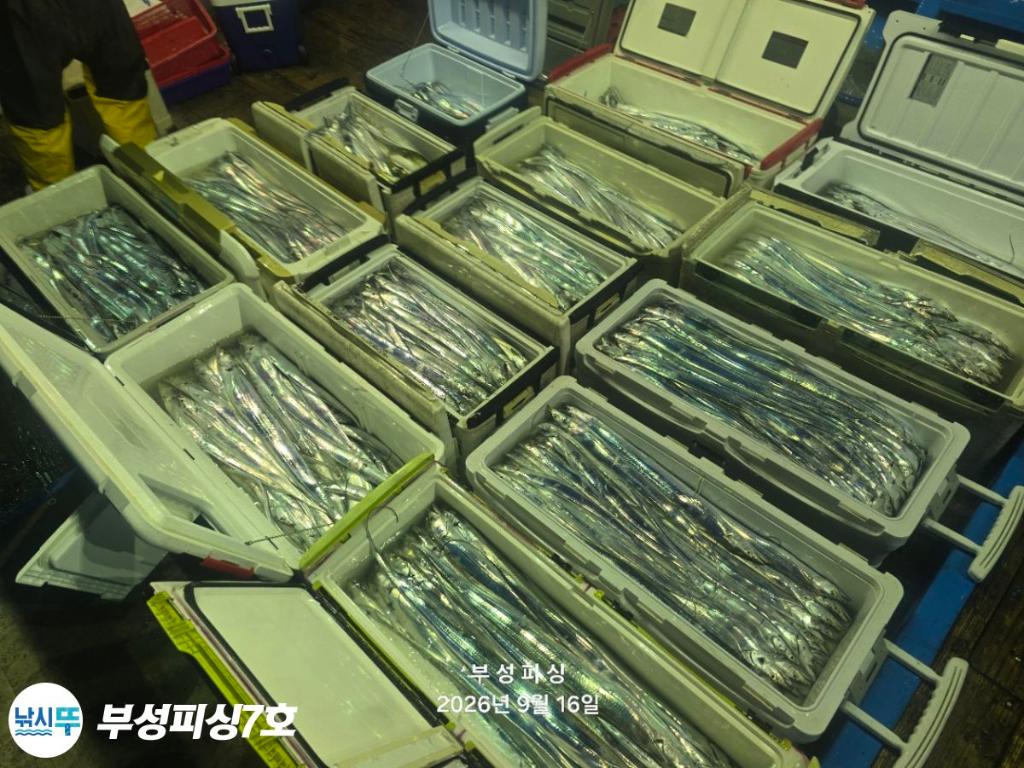 낚시뚜,갈치,통영영운리항,부성피싱7호,낚시뚜25
