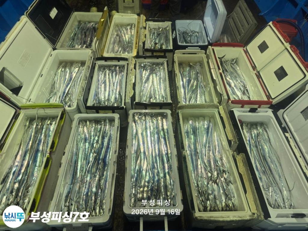 낚시뚜,갈치,통영영운리항,부성피싱7호,낚시뚜23