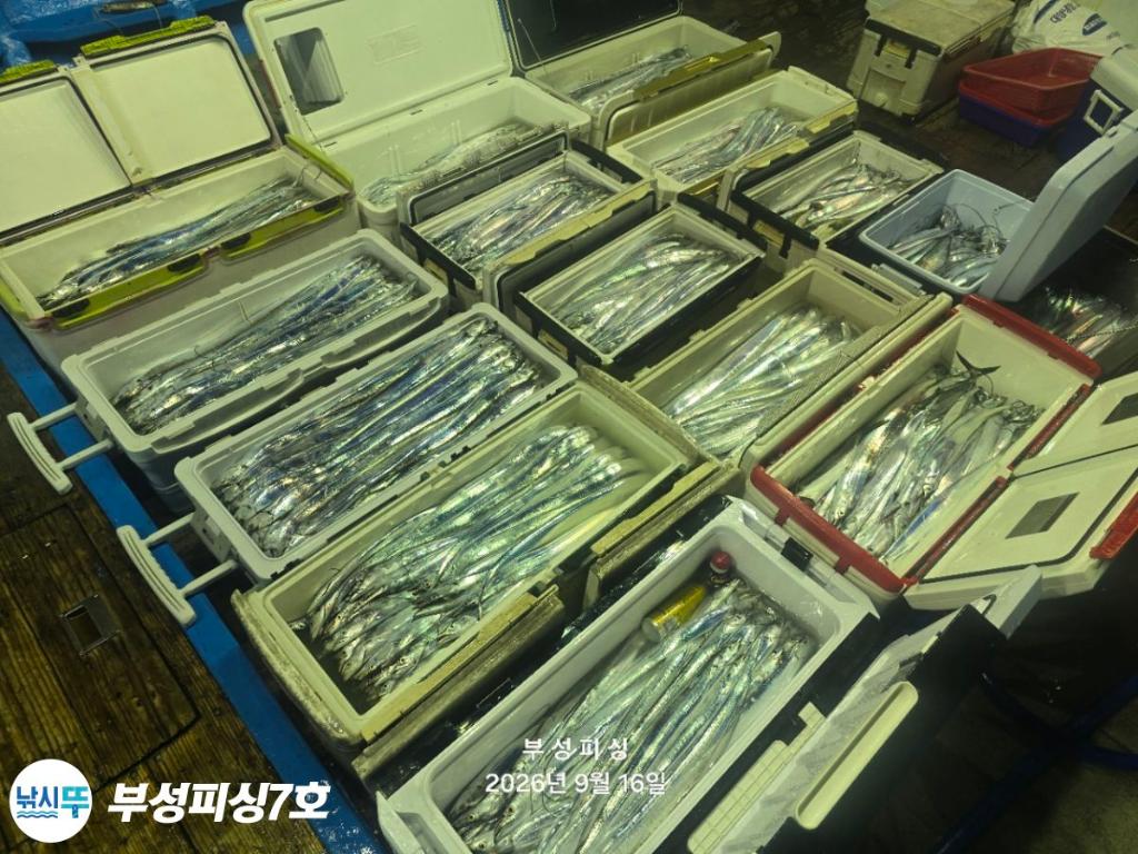 낚시뚜,갈치,통영영운리항,부성피싱7호,낚시뚜2