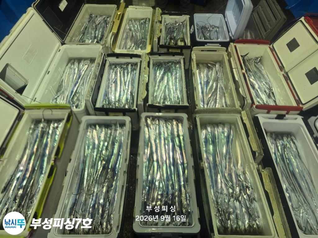 낚시뚜,갈치,통영영운리항,부성피싱7호,낚시뚜0